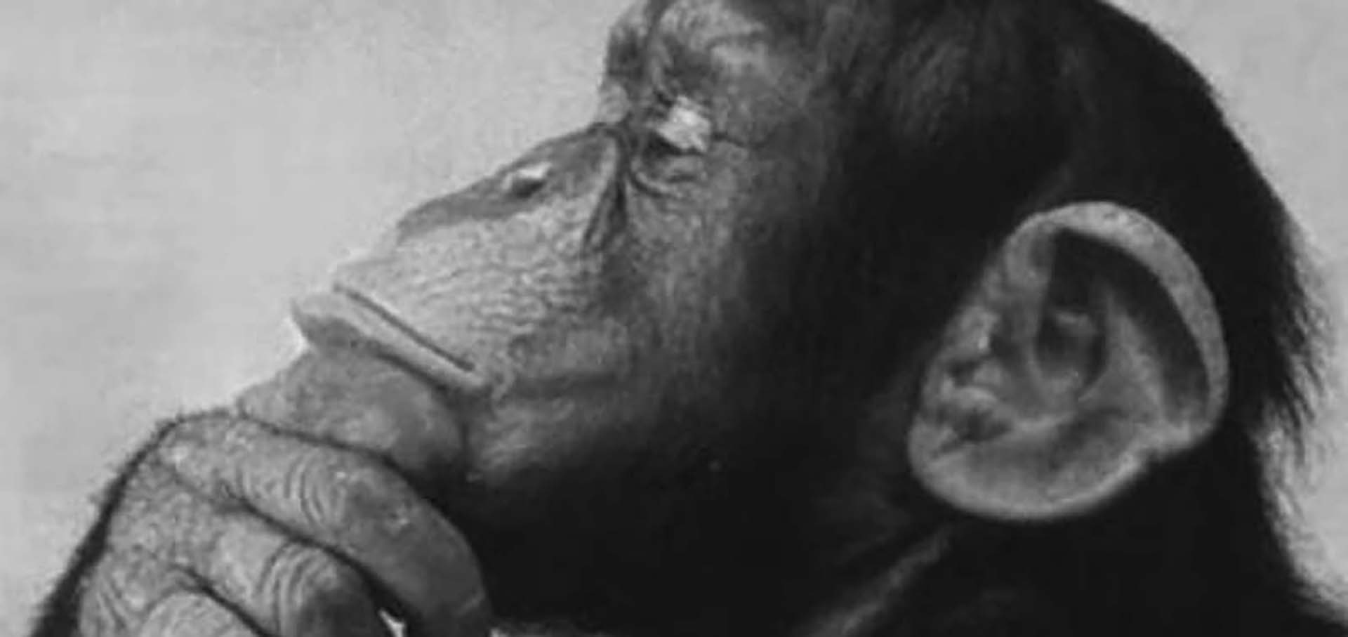 the-thinker-monkey-cover