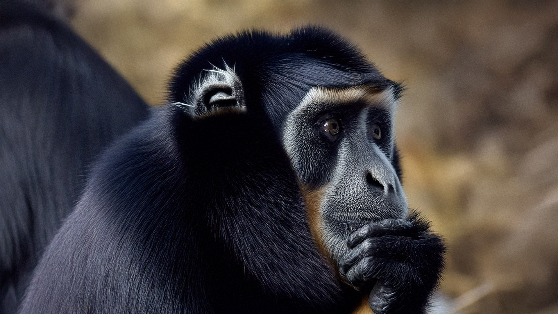 Thinking Monkey